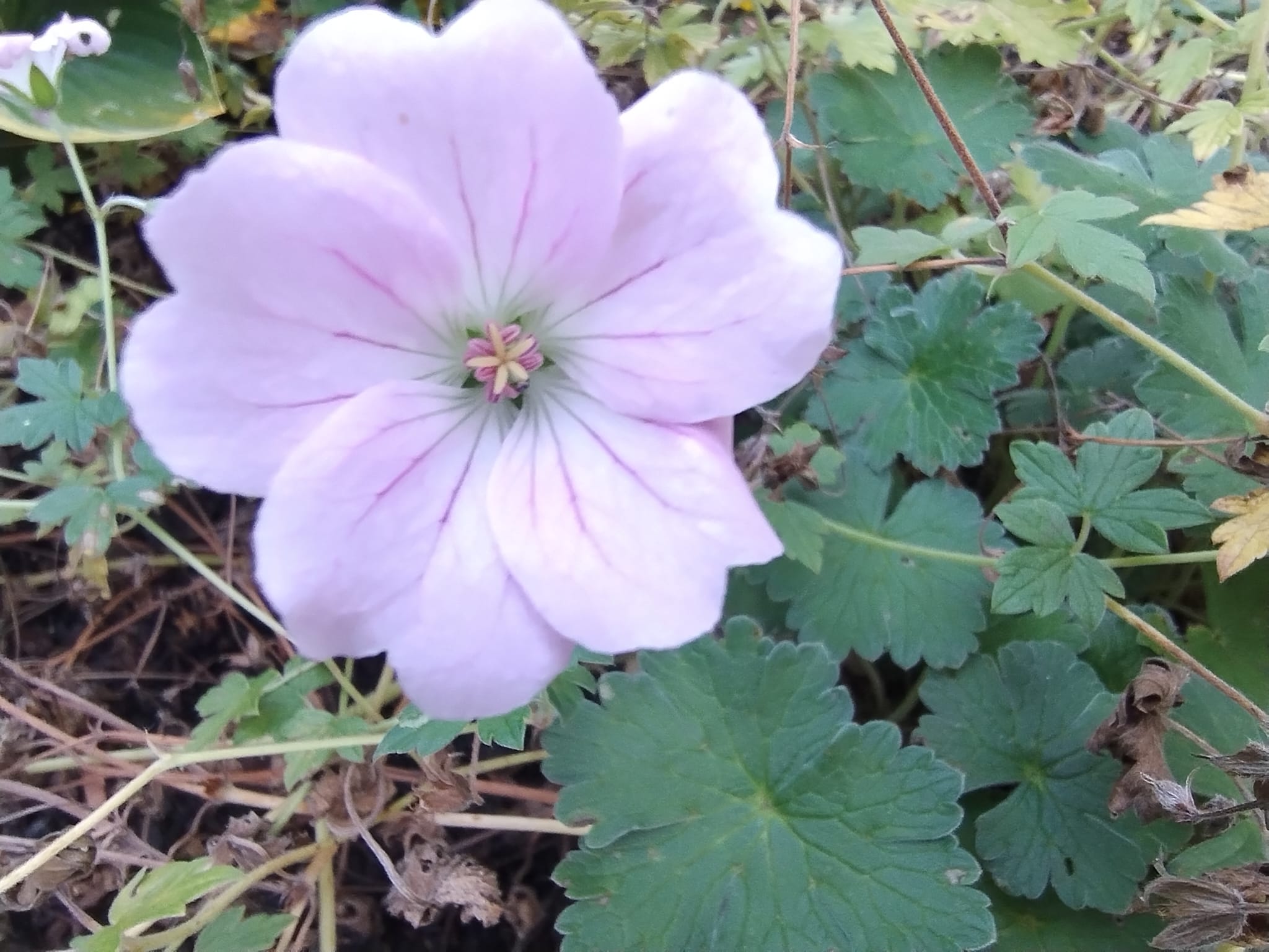 Blüte im Grünen