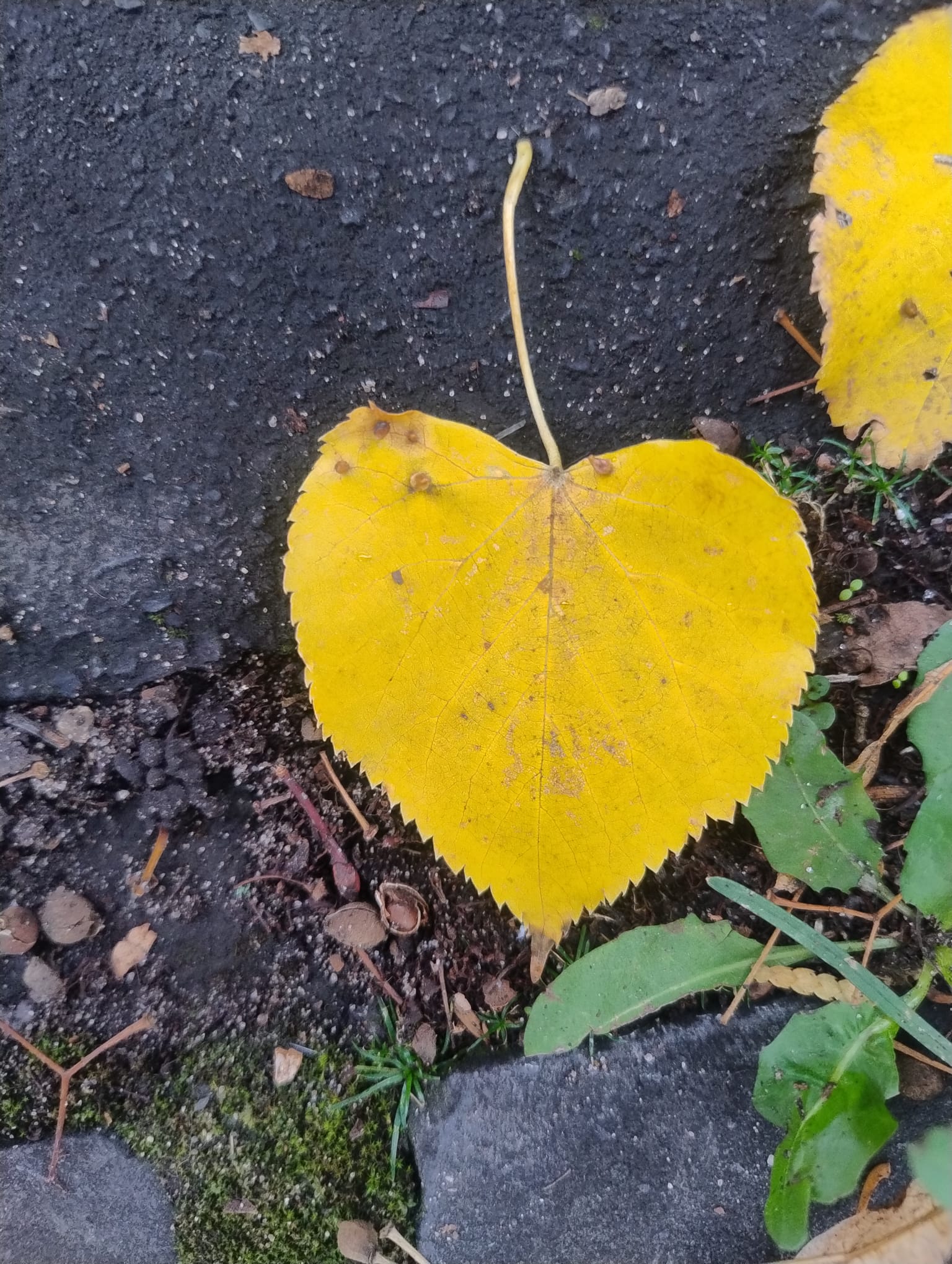Gelbes herzförmiges Blatt