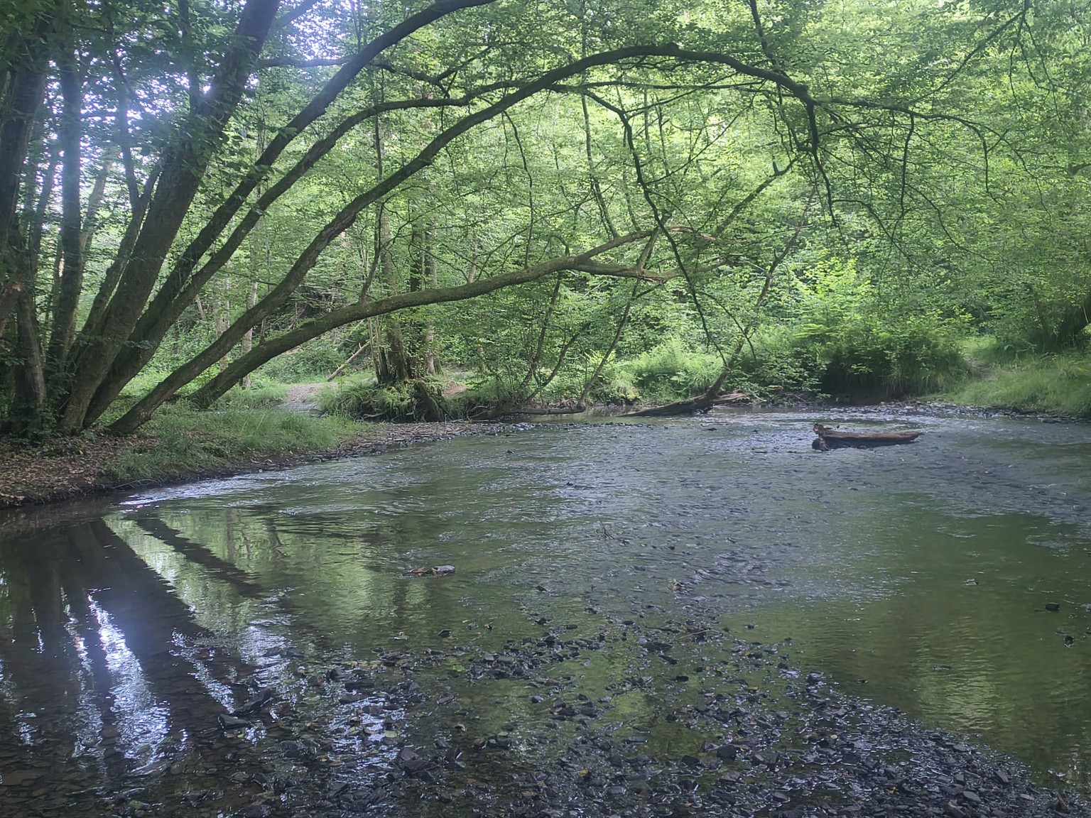 Breiter ruhiger Bach unter grünen Bäumen