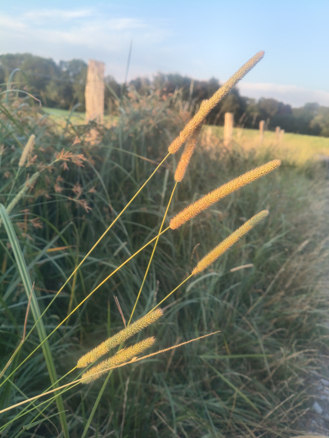 Gräser im warmen Abendlicht